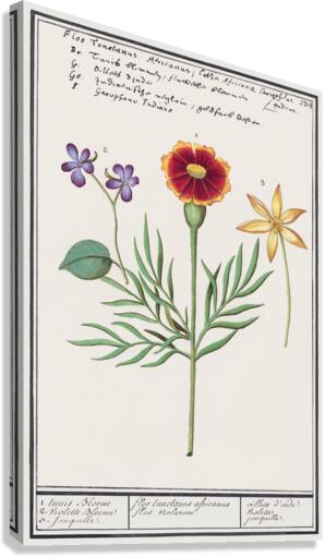 Viola daffodil and marigold Canvas Print