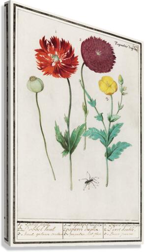 Poppy in vintage style Canvas Print