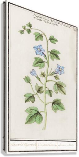 Bell flower in vintage style Canvas Print