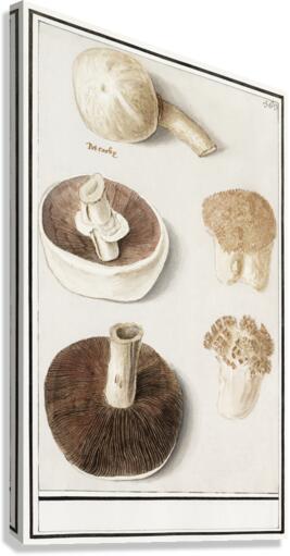 Mushrooms in vintage style Canvas Print