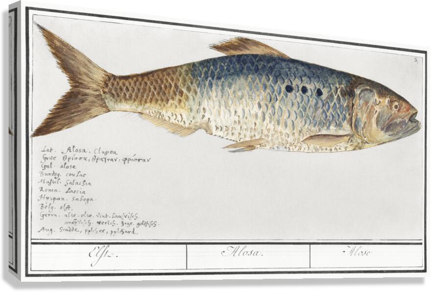 Shad in vintage style Canvas Print