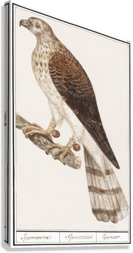 Northern goshawk vintage style Canvas Print