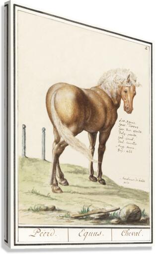 Horse in vintage style Canvas Print