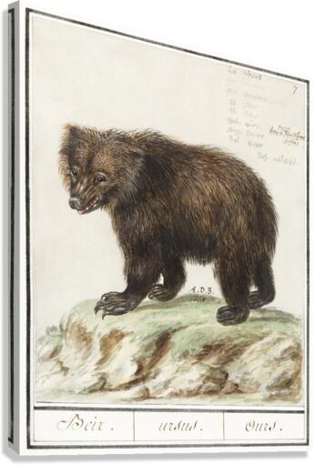 Grizzly bear in vintage style Canvas Print