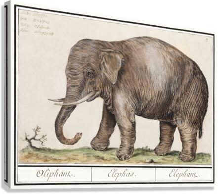 Elephant in vintage style Canvas Print