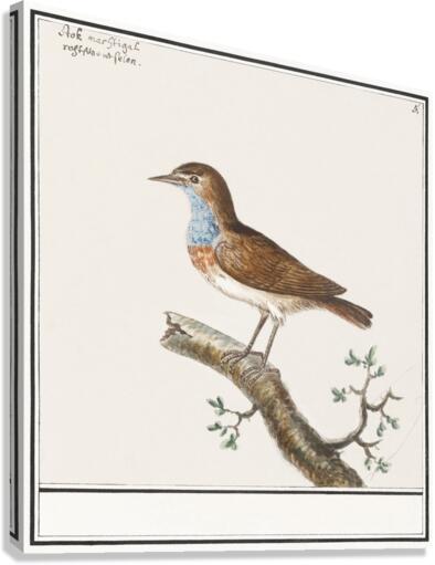 Bluethroat in vintage style Canvas Print
