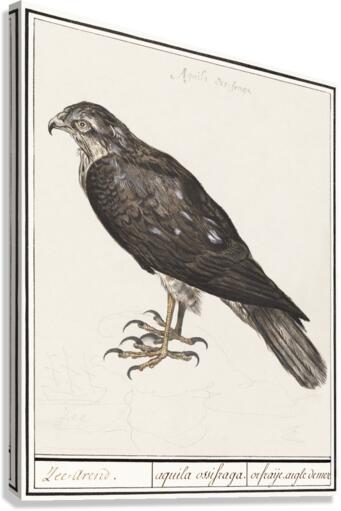 Sparrowhawk in vintage style Canvas Print