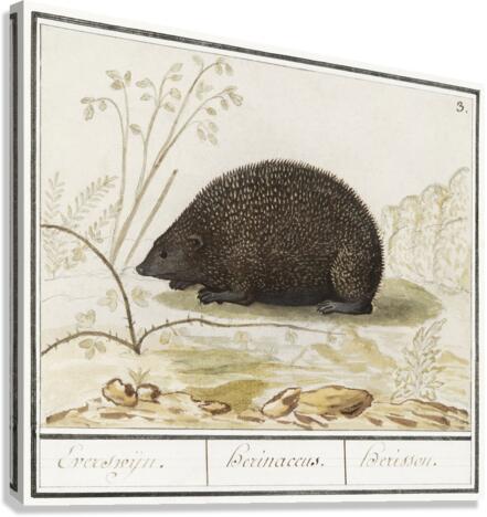 Hedgehog in vintage style Canvas Print