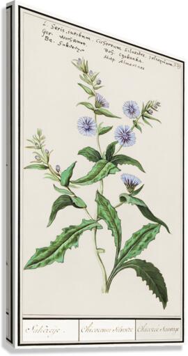 Chicory in vintage style Canvas Print