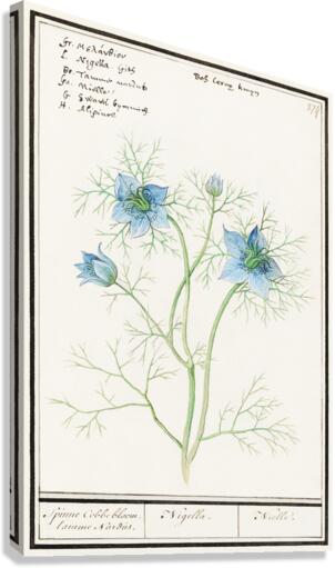 Love-in-a-mist flower Canvas Print
