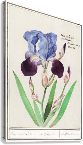 Purple iris in vintage style Canvas Print