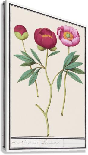 Peony in vintage style Canvas Print