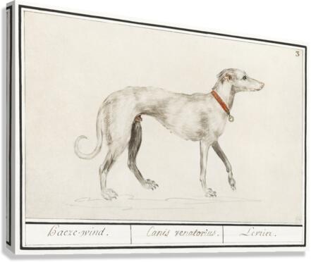 Greyhound in vintage style Canvas Print