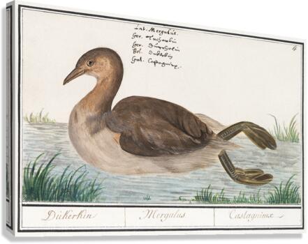 Little grebe in vintage style Canvas Print