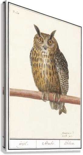 Long eared owl in vintage style Canvas Print