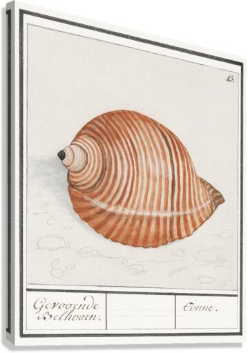 Sea shell in vintage style Canvas Print