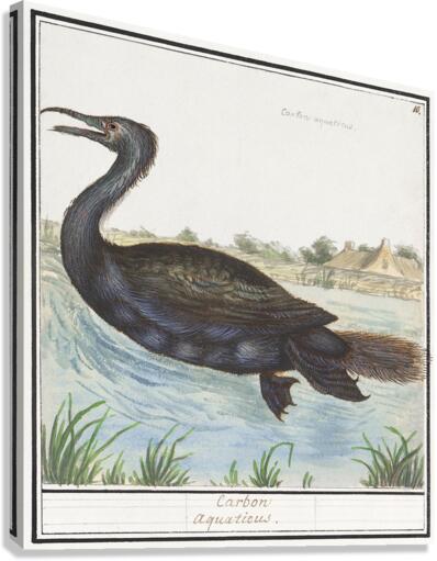Cormorant in vintage style Canvas Print