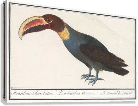 Redshank in vintage style Canvas Print