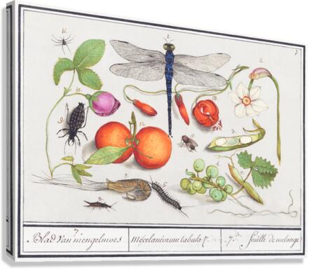 Nature ensemble in vintage style Canvas Print