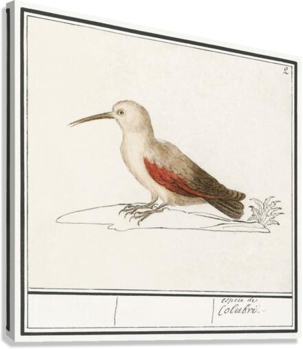 Wallcreeper in vintage style Canvas Print