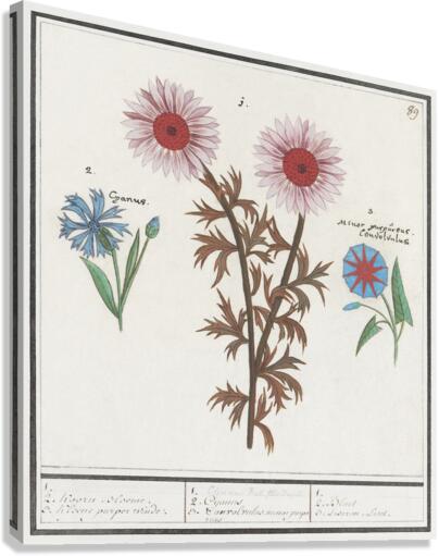 Bachelors button and morning glory Canvas Print