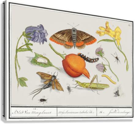 Nature ensemble in vintage style Canvas Print