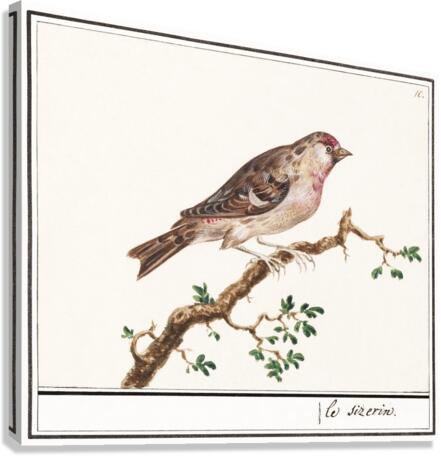 Redpoll in vintage style Canvas Print