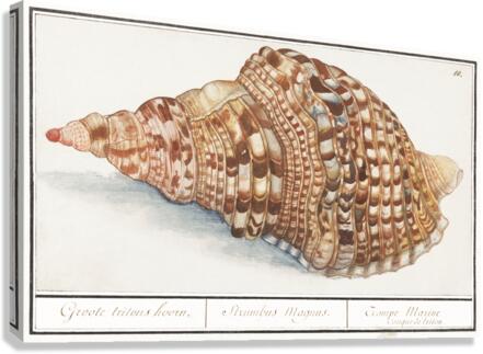 Tritons trumpet in vintage style Canvas Print