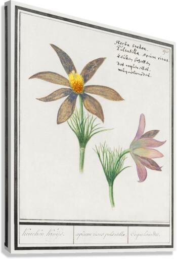 Pasque flower in vintage style Canvas Print