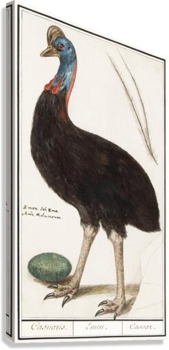 Cassowary vintage style Canvas Print