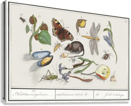 Nature ensemble in vintage style Canvas Print