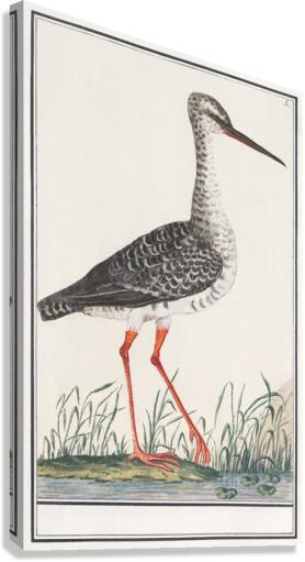 Redshank in vintage style Canvas Print