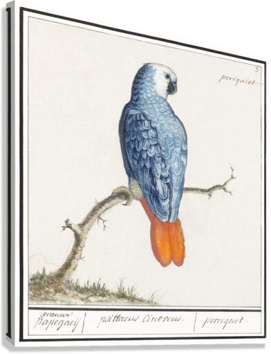 Grey parrot in vintage style Canvas Print