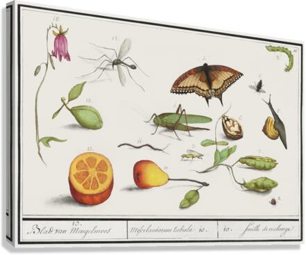 Grey parrot in vintage style Canvas Print