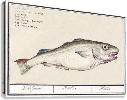 Cod in vintage style Canvas Print