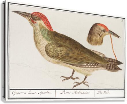 European green woodpecker in vintage style Canvas Print