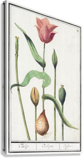 Tulip in vintage style Canvas Print