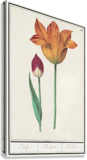 Tulip in vintage style Canvas Print