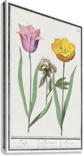 Tulip in vintage style Canvas Print