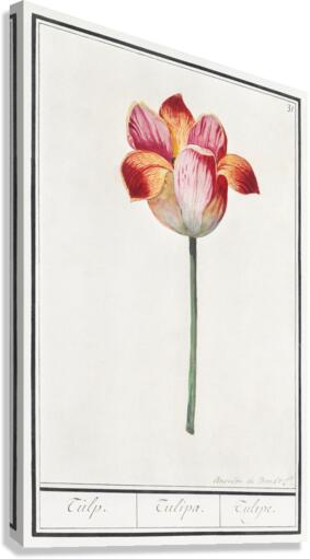 Tulip in vintage style Canvas Print