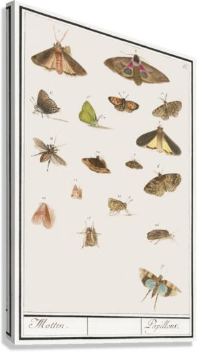 Butterflies and moths set Canvas Print