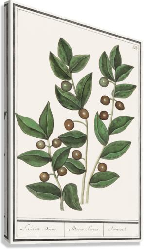 Olive in vintage style Canvas Print