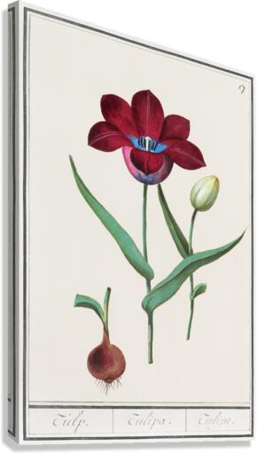 Tulip in vintage style Canvas Print