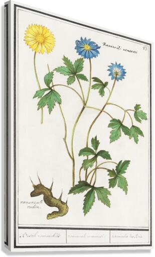 Windflower in vintage style Canvas Print