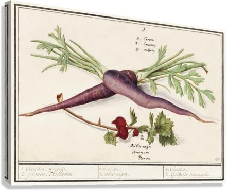 Carrot and red currant in vintage style Canvas Print