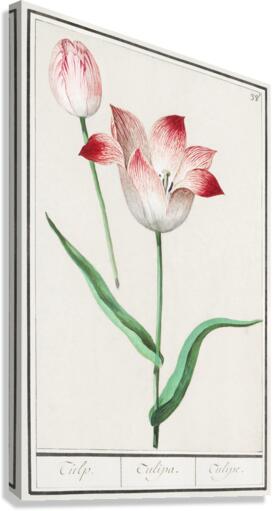 Tulip in vintage style Canvas Print