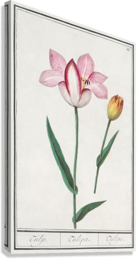 Tulip in vintage style Canvas Print