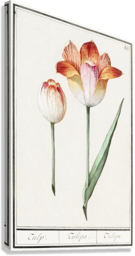 Tulip in vintage style Canvas Print