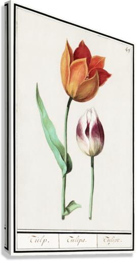 Tulip in vintage style Canvas Print