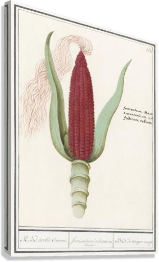 Maize in vintage style Canvas Print